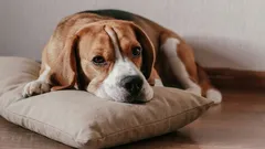 Wie man einem Hund hilft, mit Einsamkeit umzugehen: die Methode des „Duftkissens”