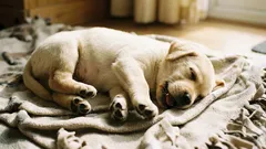 Warum zappelt ein Hund im Schlaf mit den Pfoten: Muss man sich Sorgen machen?