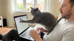 Die Besessenheit einer Katze von ihrem Besitzer: Warum folgt mir meine Katze auf Schritt und Tritt?