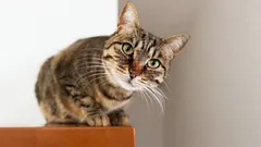 Wie Sie erkennen, dass Ihre Katze Sie als sicheren Hafen betrachtet: 6 einfache Tests