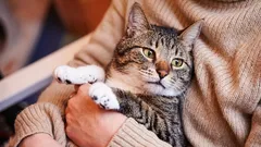 Wie alt sind Katzen und wie unterscheidet sich ihr Alter von dem von Hunden?