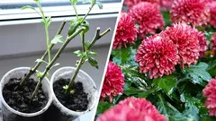 Wie man Chrysanthemen vermehrt: Stecklinge im Frühjahr