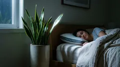 Drei Zimmerpflanzen für das Schlafzimmer, die den Schlaf verbessern und die Luft reinigen können