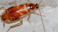 Die ersten Anzeichen eines Kakerlakenbefalls und was man dagegen tun kann