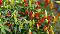 Der perfekte Pfeffer: Warum man die Pflanzung nicht verdichten sollte und in welchem Abstand man tatsächlich pflanzen sollte