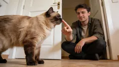 6 grundlegende Regeln der Katzenetikette, die jeder Besitzer kennen muss