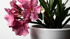 5 beliebte Zimmerpflanzen, die Sie nicht in Ihrem Zuhause haben möchten. Schön, aber giftig und launisch