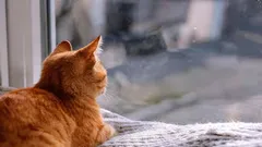 Wie Katzen wissen, dass ihr Besitzer bald nach Hause kommt