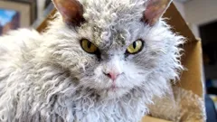 Wie man das Vertrauen einer Katze gewinnt: ruhige Signale, die auch in der Wohnung funktionieren