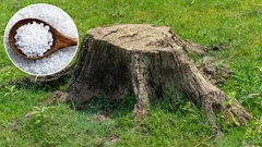 Es bleibt keine Spur vom Baumstumpf im Garten zurück. Eine bewährte Methode für Gärtner.