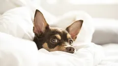 Warum schläft ein Hund auf dem Kopfkissen seines Besitzers? Ein Fehler in der Erziehung oder ein Zeichen der Liebe?