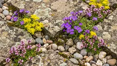  Sie wachsen sogar auf Felsen: 15 wunderschöne Blumen für unfruchtbaren Boden
