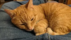 Kritische Fehler von Besitzern, die das Leben ihrer Katzen verkürzen